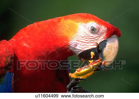 amazon, fruit, eatting, macaw, beauty, food View Large Photo Image Stock Photo - amazon, fruit, eatting, macaw, beauty, food. Fotosearch