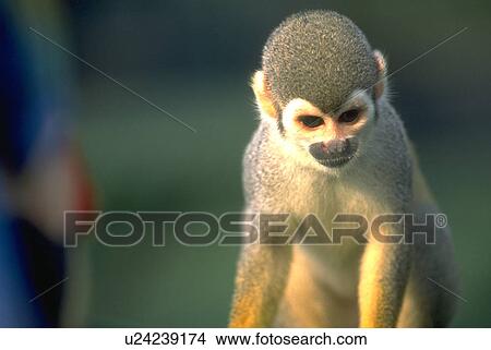 amazon, monkey, region, river, village, small View Large Photo Image Picture - amazon, monkey, region, river, village, small. Fotosearch