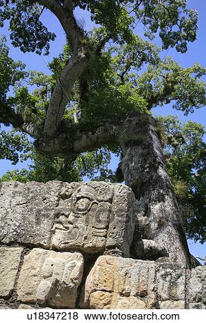 Stock Photo - america, mayan, latin, copan, ruins, honduras. Fotosearch