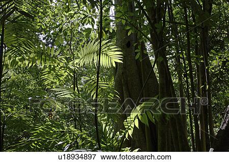 americas, tikal, central, america, latin, guatemala View Large Photo Image Stock Photo - americas, tikal, central, america, latin, guatemala. Fotosearch