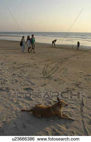 arambol, people, dogs, india, person, beach View Large Photo Image Stock Photograph - arambol, people, dogs, india, person, beach. Fotosearch