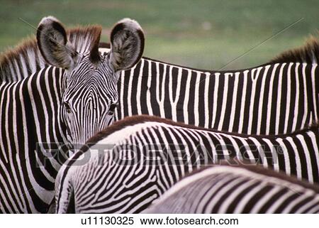 balance, one, arrangement, texture, crowd, zebra View Large Photo Image Stock Photography - balance, one, arrangement, texture, crowd, zebra. Fotosearch