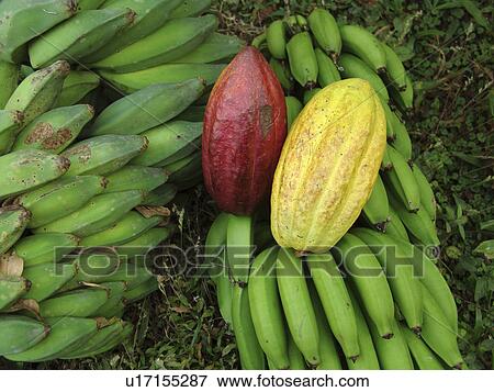 bananas, pattern, nicaragua, person, nature, people View Large Photo Image Stock Photo - bananas, pattern, nicaragua, person, nature, people. Fotosearch