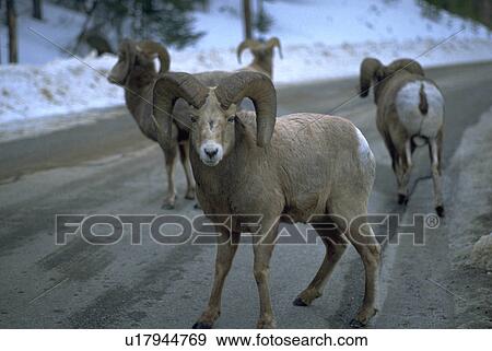 banff, ram, rockies, canadian, road, winter View Large Photo Image Stock Photo - banff, ram, rockies, canadian, road, winter. Fotosearch