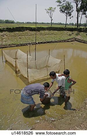 bangladesh, food, fish, person, people, business View Large Photo Image Stock Photograph - bangladesh, food, fish, person, people, business. Fotosearch