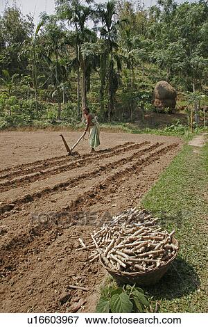 Stock Photo - bangladesh, food, women, person, people, woman. Fotosearch