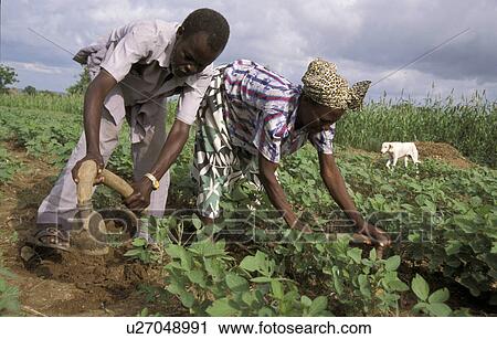 bolgatanga, person, bongo, farmers, ghana, people View Large Photo Image Stock Image - bolgatanga, person, bongo, farmers, ghana, people. Fotosearch