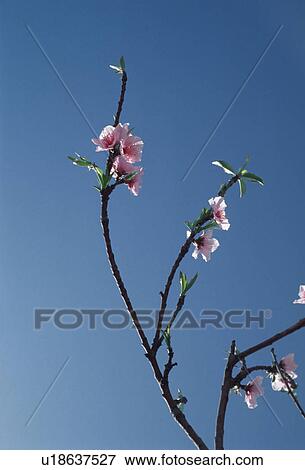 buds, flower, sky, blue, pink, plant View Large Photo Image Stock Photo - buds, flower, sky, blue, pink, plant. Fotosearch
