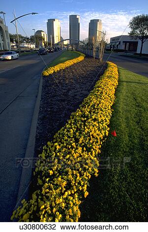 buildings, beauty, cityscape, texas, houston, flowers View Large Photo Image Stock Image - buildings, beauty, cityscape, texas, houston, flowers. Fotosearch