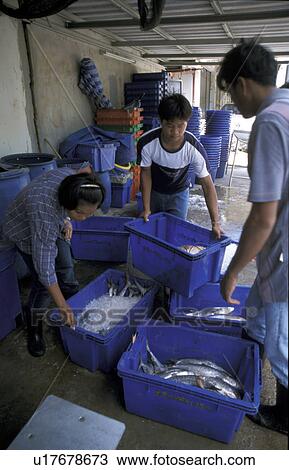 burmese, person, thailand, 9339, fish, people View Large Photo Image Stock Image - burmese, person, thailand, 9339, fish, people. Fotosearch
