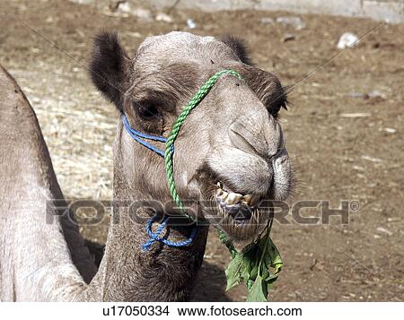 cairo, person, market, camel, egypt, people View Large Photo Image Picture - cairo, person, market, camel, egypt, people. Fotosearch