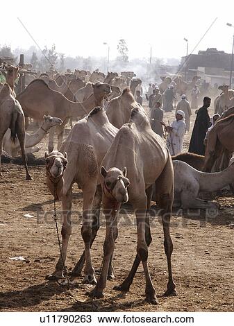 cairo, person, market, camel, egypt, people View Large Photo Image Stock Image - cairo, person, market, camel, egypt, people. Fotosearch