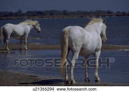 Picture - camargue, beauty, shore, horses, white, horse. Fotosearch