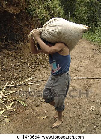 carrying, coffee, farmer, honduras, person, people View Large Photo Image Picture - carrying, coffee, farmer, honduras, person, people. Fotosearch