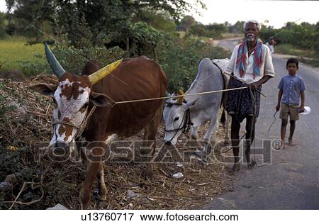 cattle, person, leading, farmer, india, people View Large Photo Image Stock Photo - cattle, person, leading, farmer, india, people. Fotosearch