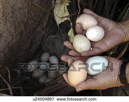 chicken, pattern, honduras, person, nature, people View Large Photo Image Stock Photo - chicken, pattern, honduras, person, nature, people. Fotosearch