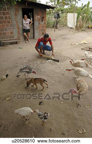 chickens, people, feeding, brazil, person, family View Large Photo Image Stock Image - chickens, people, feeding, brazil, person, family. Fotosearch