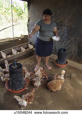 Picture - chickens, people, feeding, nicaragua, person, woman. Fotosearch