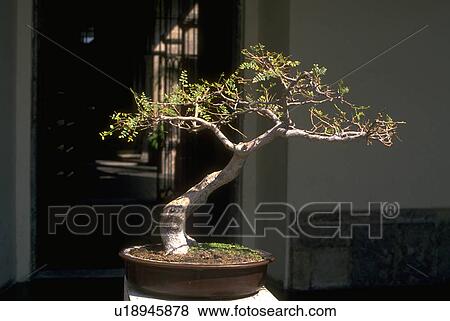 Stock Photo - city, miniature, seen, tree, bonsai, flora. Fotosearch