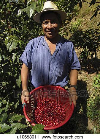 Stock Image - coffee, indigenous, guatemala, person, people. Fotosearch