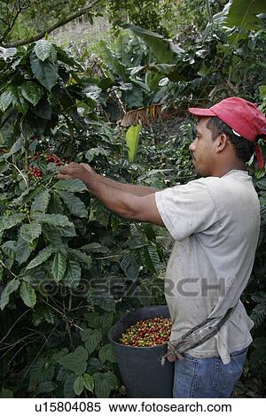 Stock Photography - coffee, male, venezuela, person, people. Fotosearch