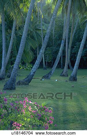 Picture - coming, sun, rays, dancing, trees, flowers. Fotosearch