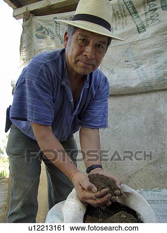compost, person, organic, farmer, guatemala, people View Large Photo Image Stock Image - compost, person, organic, farmer, guatemala, people. Fotosearch