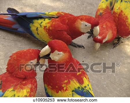 copan, person, macaws, tame, honduras, people View Large Photo Image Stock Image - copan, person, macaws, tame, honduras, people. Fotosearch