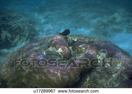 coral, fish, around, swimming, tropical, nature View Large Photo Image Stock Photo - coral, fish, around, swimming, tropical, nature. Fotosearch