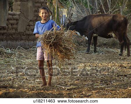 cows, person, feeding, boy, salvador, people View Large Photo Image Stock Image - cows, person, feeding, boy, salvador, people. Fotosearch