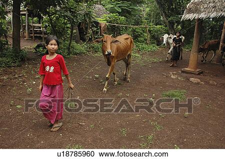 cows, person, leading, girls, cambodia, people View Large Photo Image Stock Image - cows, person, leading, girls, cambodia, people. Fotosearch