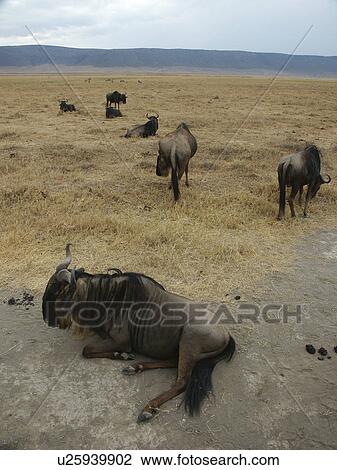 crater, person, ngorongoro, wildebeast, tanzania, people View Large Photo Image Stock Image - crater, person, ngorongoro, wildebeast, tanzania, people. Fotosearch
