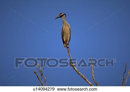 Stock Photo - crest, perch, beak, rest, winged, bird. Fotosearch