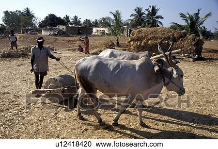 crushing, fitness, threshing, india, person, people View Large Photo Image Stock Image - crushing, fitness, threshing, india, person, people. Fotosearch