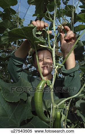 Stock Photography - cucumbers, people, harvesting, mongolia, person, woman. Fotosearch