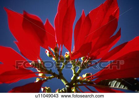 Stock Image - deep, flowers, bright, vivid, blossoms, flora. Fotosearch