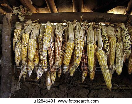Stock Image - different, pattern, honduras, person, nature, people. Fotosearch