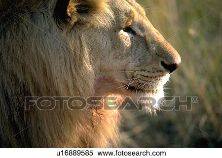 Stock Photography - east, lion, tanzania, crater, ngorongoro, closeup. Fotosearch