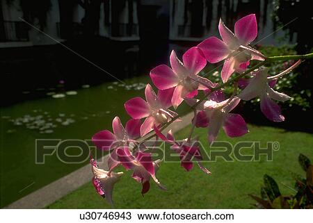 epiphytes, flowers, orchidaceae, orchids, blossoms, flora View Large Photo Image Stock Image - epiphytes, flowers, orchidaceae, orchids, blossoms, flora. Fotosearch