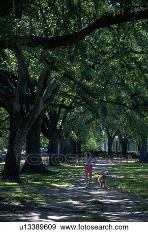 Stock Photo - exercising, trees, oak, living, people. Fotosearch