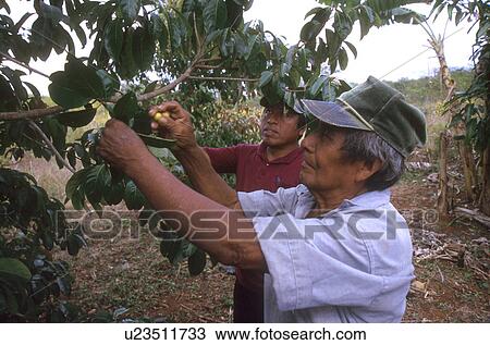 fcy, fruit, hispanic, mexico, person, people View Large Photo Image Stock Image - fcy, fruit, hispanic, mexico, person, people. Fotosearch