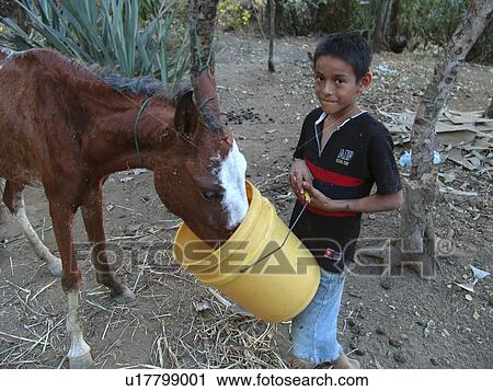feeding, horse, boy, salvador, person, people View Large Photo Image Stock Image - feeding, horse, boy, salvador, person, people. Fotosearch