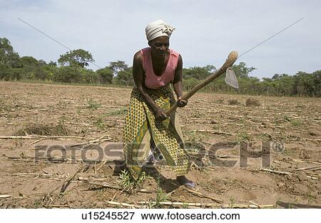 field, people, hoeing, zambia, person, woman View Large Photo Image Stock Photo - field, people, hoeing, zambia, person, woman. Fotosearch