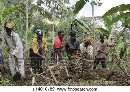 field, person, cultivating, farmers, tanzania, people View Large Photo Image Stock Photo - field, person, cultivating, farmers, tanzania, people. Fotosearch