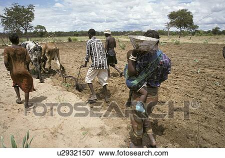 Stock Photo - field, person, ploughing, farmers, zambia, people. Fotosearch