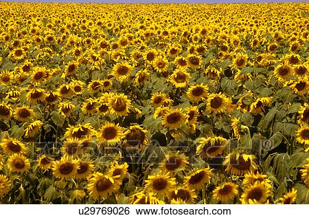 field, roumania, sunflowers, flower, sun, 3783 View Large Photo Image Stock Photograph - field, roumania, sunflowers, flower, sun, 3783. Fotosearch