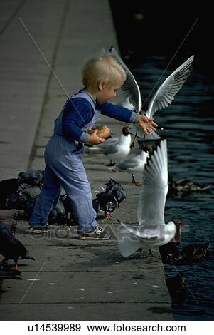 Stock Photo - finland, boy, seagulls, park, helsinki, little. Fotosearch