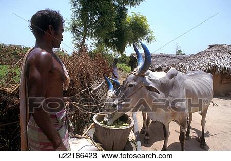 Stock Image - fitness, india, 5277, person, people. Fotosearch