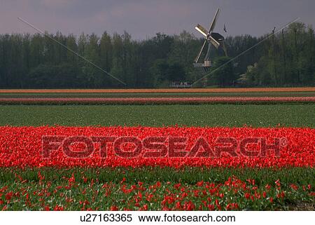 Stock Photography - flowers, bands, brilliant, blossoms, flora. Fotosearch