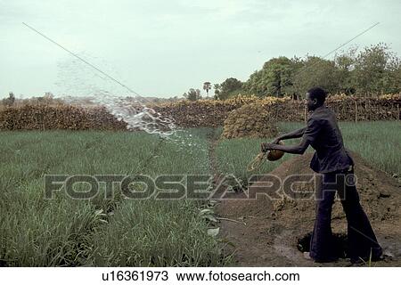 food, mali, person, people, water View Large Photo Image Stock Image - food, mali, person, people, water. Fotosearch